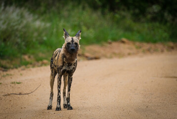 Wild dog on the road