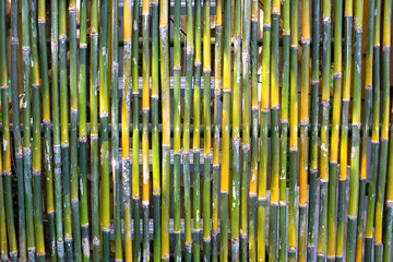 Yellow green bamboo texture. Bamboo wall or fence background