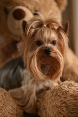 A Yorkshire Terrier dog and a teddy bear. Looks in the mirror.