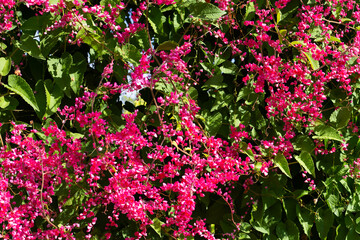 Mexican creeper, Chain of love, Coral vine. Pink flower