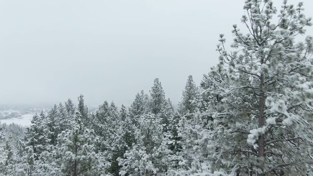 Snow Covered Trees Flyover