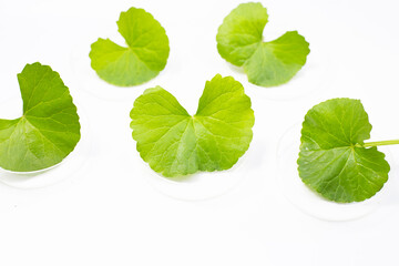 Fresh leaves of gotu kola in petri dishes on white background.