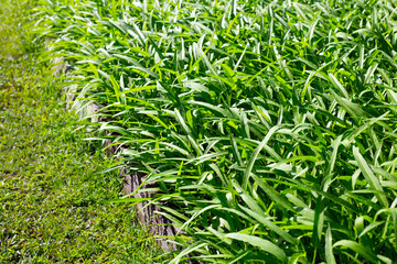 Water convolvulus in vegetable patch