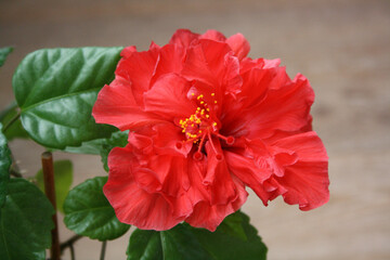 A blooming red hibiscus flower. A flowering houseplant.