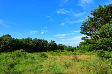 Fototapeta na wymiar 대한민국 제주도의 살아있는 생태계를 보여주는 농촌 풍경이다