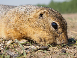 Gopher on the grassy lawn is eating sunflower seeds. Close-up