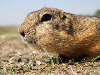 Naklejka na ściany i meble Gopher on the grassy lawn is looking at the camera. Close-up
