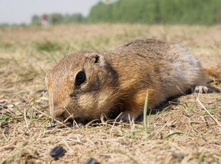 Gopher on the grassy lawn is eating sunflower seeds. Close-up
