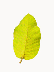 green leaf isolated on white background