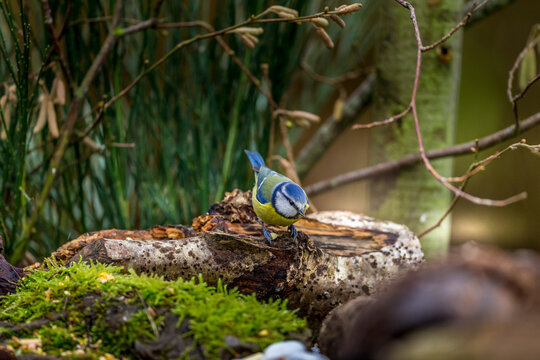 M&eacute;sange Bleue