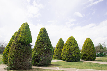 landscape design. Trimmed tree crowns in the park