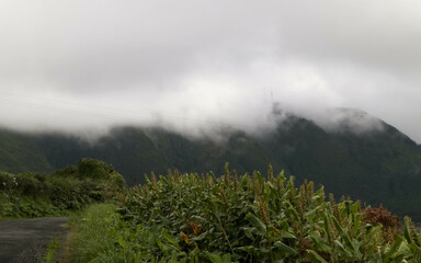 Fototapeta premium Beautiful wild nature of Sao Miguel, Azores islands.