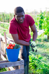 Portrait of an afro american farmer with bucket of ripe vegetables in summer garden