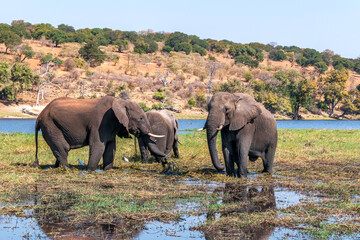 A group of African elephants at a watering hole on the Chobe River.