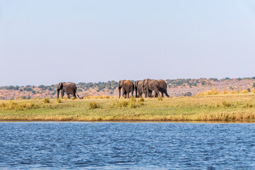 Fototapeta na wymiar A group of African elephants at a watering hole on the Chobe River.