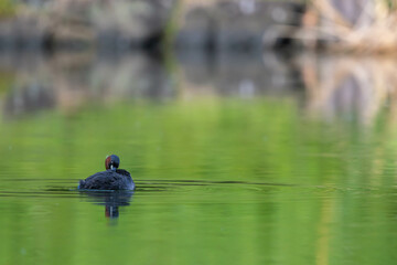 The little grebe is grooming himself.