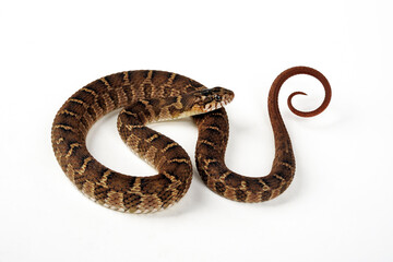 Blotched Water Snake // Rotbauchige Schwimmnatter (Nerodia erythrogaster transversa)
