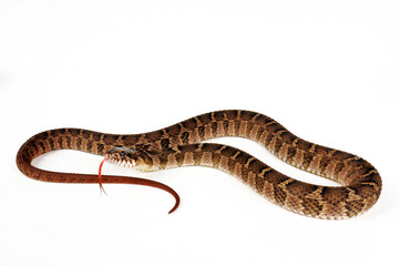 Blotched Water Snake // Rotbauchige Schwimmnatter (Nerodia erythrogaster transversa)