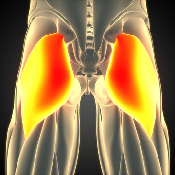 Human Muscular System Leg Muscles Gluteus Maximus Muscle Anatomy