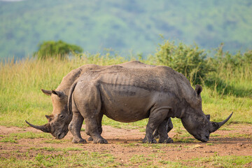 Obraz premium Southern White rhino relaxing in the Hluhluwe-Imfolozi game reserve 