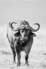 African buffalo use mud to keep cool and offer protection against biting insects