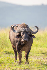 Naklejka na ściany i meble African buffalo use mud to keep cool and offer protection against biting insects