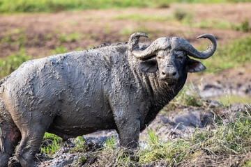 Fototapeta premium African buffalo use mud to keep cool and offer protection against biting insects