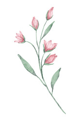 Fototapeta na wymiar Wildflower, branch with flowers, watercolor hand drawn. Floral botanical digital Illustration