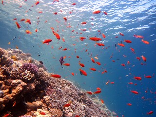Obraz na płótnie Canvas Red Sea fish and coral reef