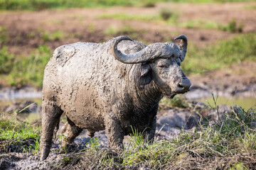 Fototapeta premium African buffalo use mud to keep cool and offer protection against biting insects