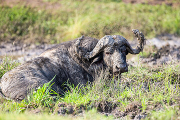 Herd of African Buffalo in the long green grass