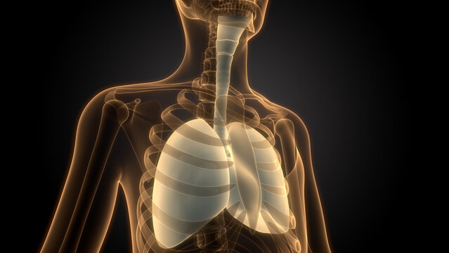 Human Respiratory System Lungs Anatomy