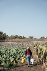 A woman farmer is carrying two buckets to be filled in the nopal harvesting