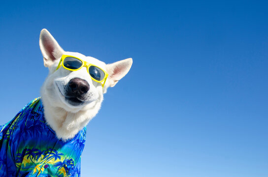 funny smile dog with sunglasses