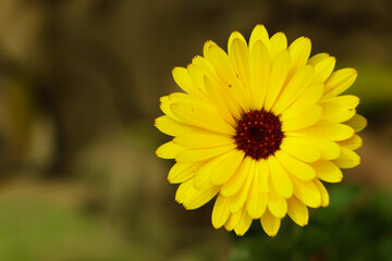 Blooming calendula (lat. Calendula officinalis) on a flower bed in the summer garden