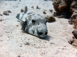 giant puffer fish of res sea