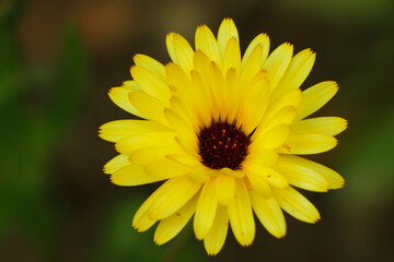 Blurred summer background with growing flowers calendula, marigold. Sunny day. Beautiful Floral Wallpaper