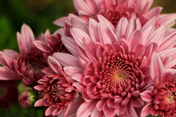 Pink chrysanthemum flowers macro image, floral vintage background