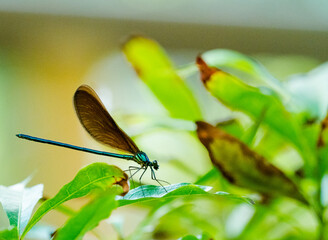 A lone dragonfly