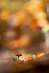 Obraz premium Mushroom