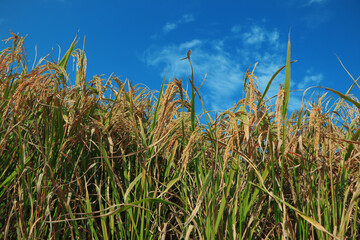 Naklejka premium Mature rice in rice field, The rice fields are under the blue sky. The rice is growing in the field