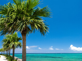 Fototapeta na wymiar Okinawa Sea and Palm Trees
