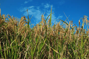 Fototapeta premium Ripe rice field and sky landscape on the farm
