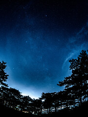 Night sky and trees