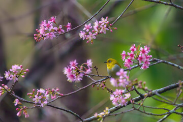The Indian white-eye, formerly the Oriental white-eye, is a small passerine bird in the white-eye family. It is a resident breeder in open woodland on the Indian subcontinent.