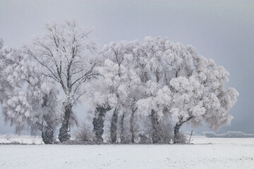 A group of trees on land with snow in winter are completely icy