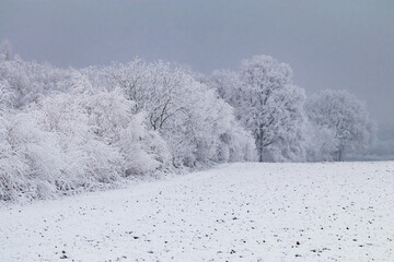Icy shrubs and bushes behind a snowy field in winter