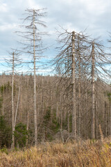 Waldsterben, abgestorbene Bäume in Nationalpark Harz, Deutschland