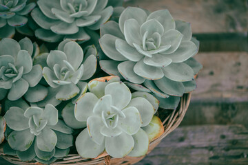 Close up of cactus succulent plants