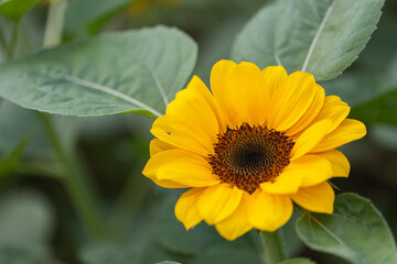 Bright yellow sunflower in field